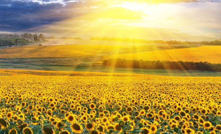 ION_Solar_Girasoles_01-scaled-e1634642047246